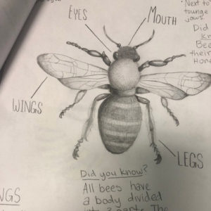 5th grade bee drawing IMG_1576 002 arts integration-SQ